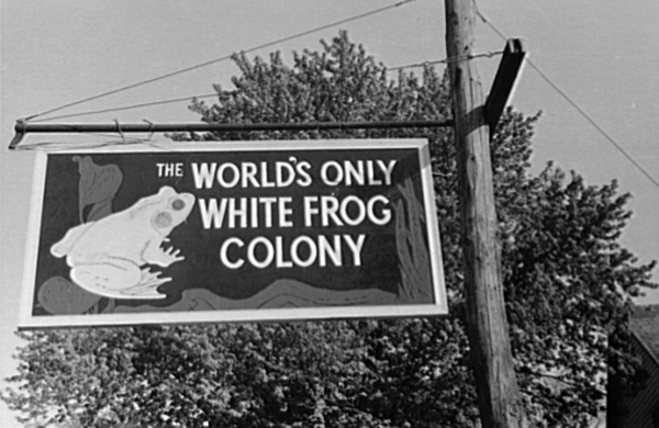 White Frog Colony