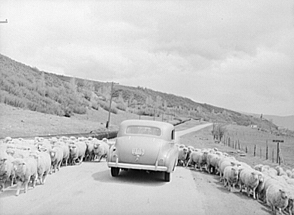 Sheep on Route 40